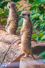 Two cute curious meerkats stand on their hind legs on a sandy hill and look away.