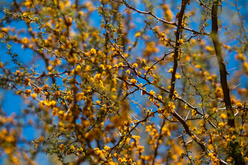 ESPINO FLORECIDO - SALAMANCA, PROVINCIA DEL CHOAPA, CHILE