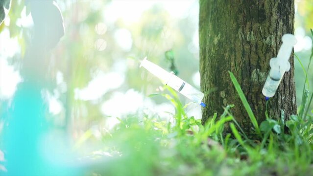 injecting Treatment for Tree to save trees, Save tree Save planet,injection for tree, close shot, tree plantation,save the earth,