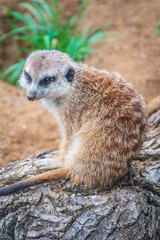 Meerkat, Suricata suricatta, on hind legs. Portrait of meerkat standing on hind legs with alert expression. Portrait of a funny meerkat sitting on its hind legs.