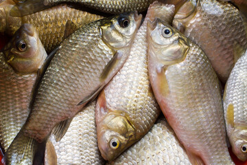 Fresh fish. A lot of fresh carp. Crucian carp fish.
