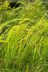 Close up of rice plant in rice field, Paddy rice