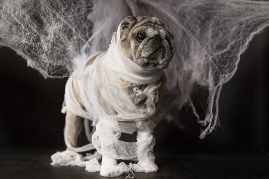 a pug dog in the image of a mummy for Halloween