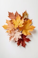 Top-down view of arrangement of colorful autumn foliage. Isolated autumn leaves.