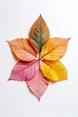 Top-down view of arrangement of colorful autumn foliage. Isolated autumn leaves.