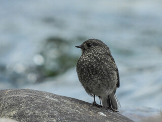 Birds of Bhutan, wildlife and nature. Travel, ecotourism, forests and nature in Bhutan