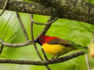 Birds of Bhutan, wildlife and nature. Travel, ecotourism, forests and nature in Bhutan