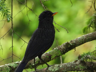 Birds of Bhutan, wildlife and nature. Travel, ecotourism, forests and nature in Bhutan