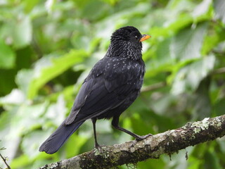 Birds of Bhutan, wildlife and nature. Travel, ecotourism, forests and nature in Bhutan