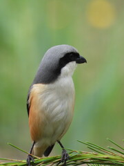 Birds of Bhutan, wildlife and nature. Travel, ecotourism, forests and nature in Bhutan