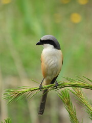 Birds of Bhutan, wildlife and nature. Travel, ecotourism, forests and nature in Bhutan