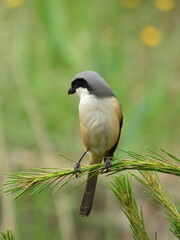 Birds of Bhutan, wildlife and nature. Travel, ecotourism, forests and nature in Bhutan