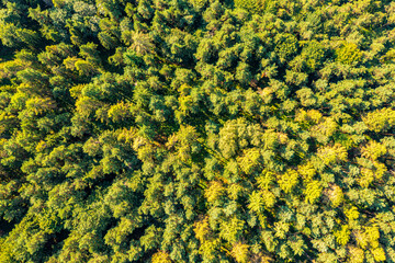 Las, Krynica, Czarny Potok, Małopolska,Poland, Lato