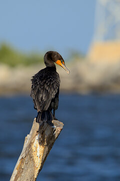 Cormor&aacute;n parado sobre tronco de madera viendo de perfil y de fondo el mar 