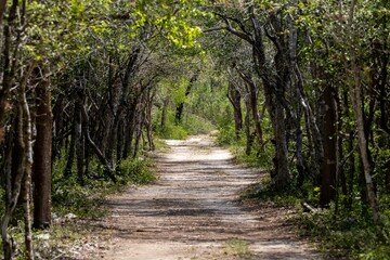sendero sin final con arboles a los costados 