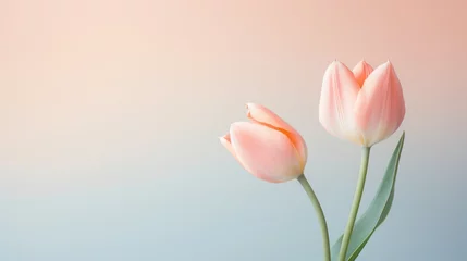 Foto op Canvas tulip flower on the pastel color © EmmaStock
