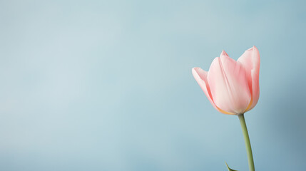 tulip flower on the pastel color