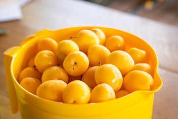 Fresh harvest of yellow cherry plum close-up on a blurred background. Plastic jug with juicy ripe fruits of the plum splayed