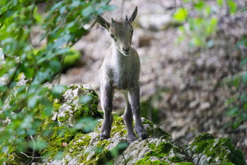 Young alpine ibex in the Alps