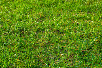 Green grass texture background. Green grass background. Green grass texture.