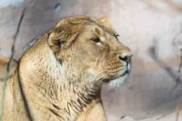 Fototapeta premium Closeup portrait of a female Asiatic lion yawning