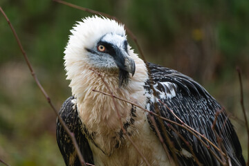 Closeup of a bearded vulture