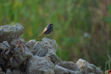 Closeup of a black redstart on a pile of dirt