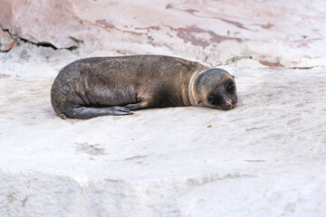 Fototapeta premium Young Californian sea lion resting on a rock