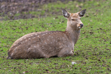 Dybowski's deer resting on the ground