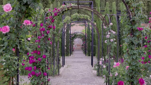 a gimbal steadicam shot of roses growing in the lower garden of the generalife section of the ancient palace-fortress alhambra at grenada, spain