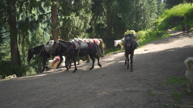 Khir Ganga, Himachal Pradesh, India - June 21 2023: Pack porter horses, mules descending from the mountains. Himachal pradesh, india.
