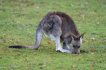 Naklejka na ściany i meble Closeup of an Eastern grey kangaroo