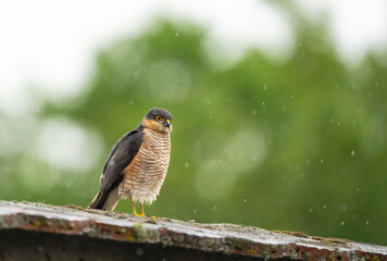 Eurasian sparrowhawk on a roof