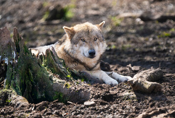 Closeup of a European wolf resting on the ground