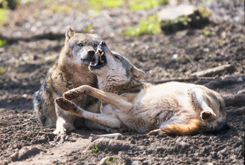 Closeup of two European wolves playing