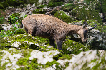 European chamois in the alps