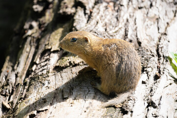 Closeup of a European ground squirrel looking for food on a log