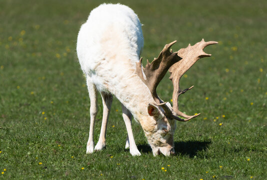 Leucistic fallow deer stag in a forest