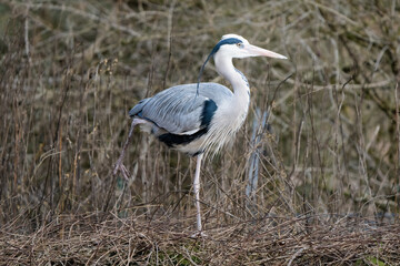 Closeup of a grey heron