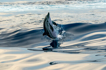 striped dolphin jumping in blue sea wild and free at sunset light