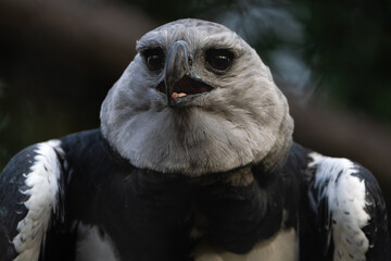 Closeup portrait of a Harpy eagle