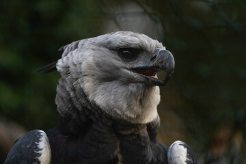 Closeup portrait of a Harpy eagle