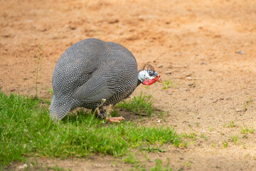 Closeup of a guinea fowl on the ground