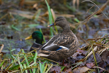 A pair of mallard ducks on the edge of a lake