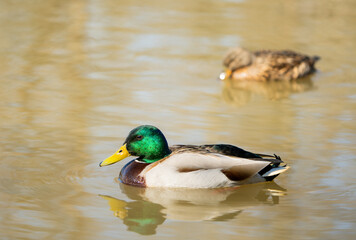 Closeup of a pair of Mallard Ducks on a lake