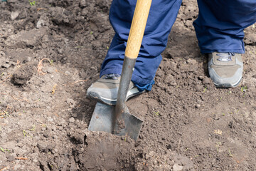 Worker digs soil with shovel. Male gardener with a shovel digging ground in on a backyard, a garden...