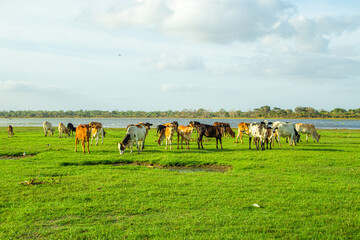 Cows grazing on green meadow in sunny day.