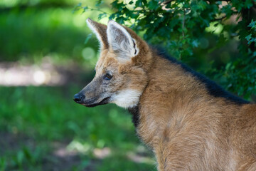 Closeup portrait of a maned wolf