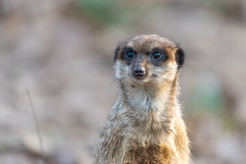 Closeup portrait of a meerkat