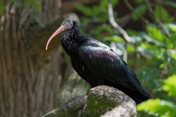 Closeup of a northern bald ibis